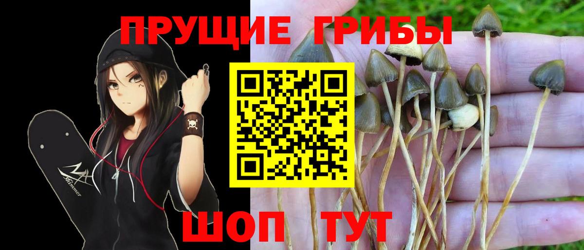 Псилоцибиновые грибы Psilocybe  Вход с VPN  Галлюциногенные грибы Psilocybe  Павловский Посад 